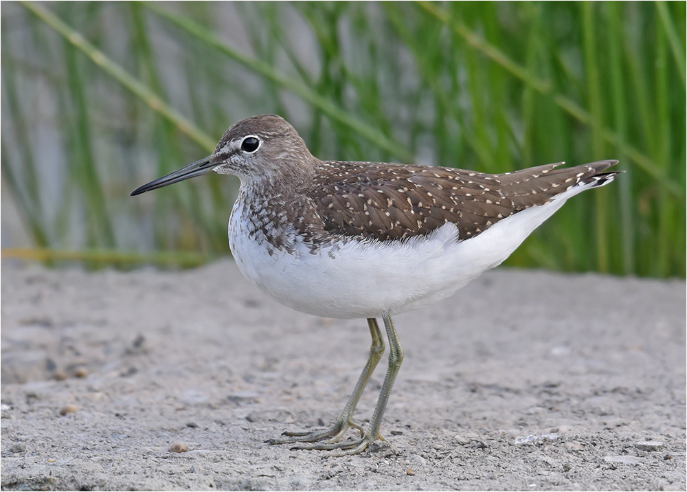 Waldwasserläufer