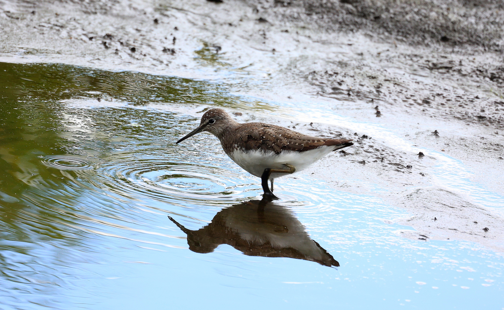 Waldwasserläufer