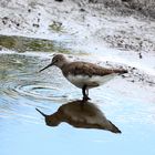 Waldwasserläufer