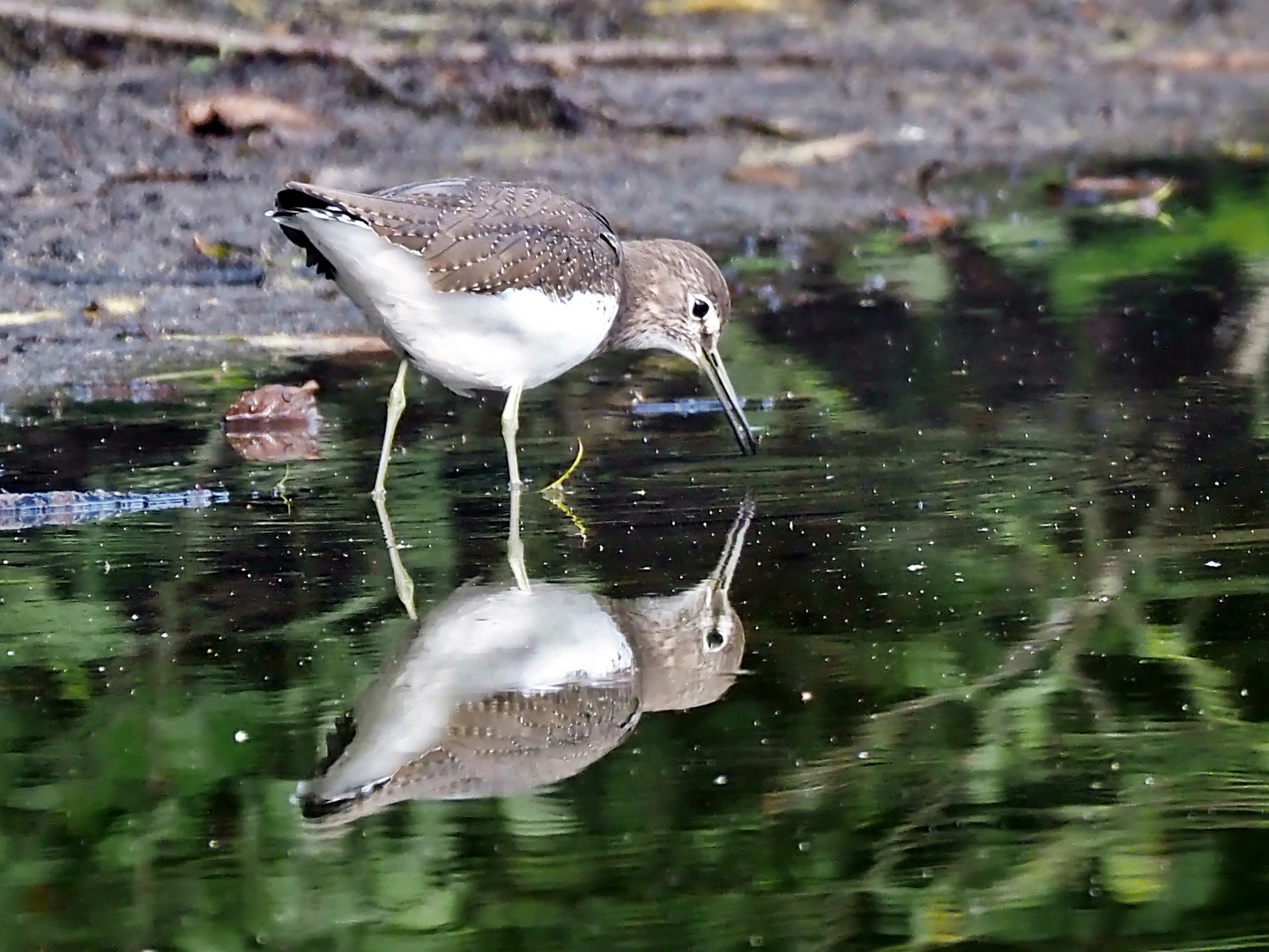 Waldwasserläufer