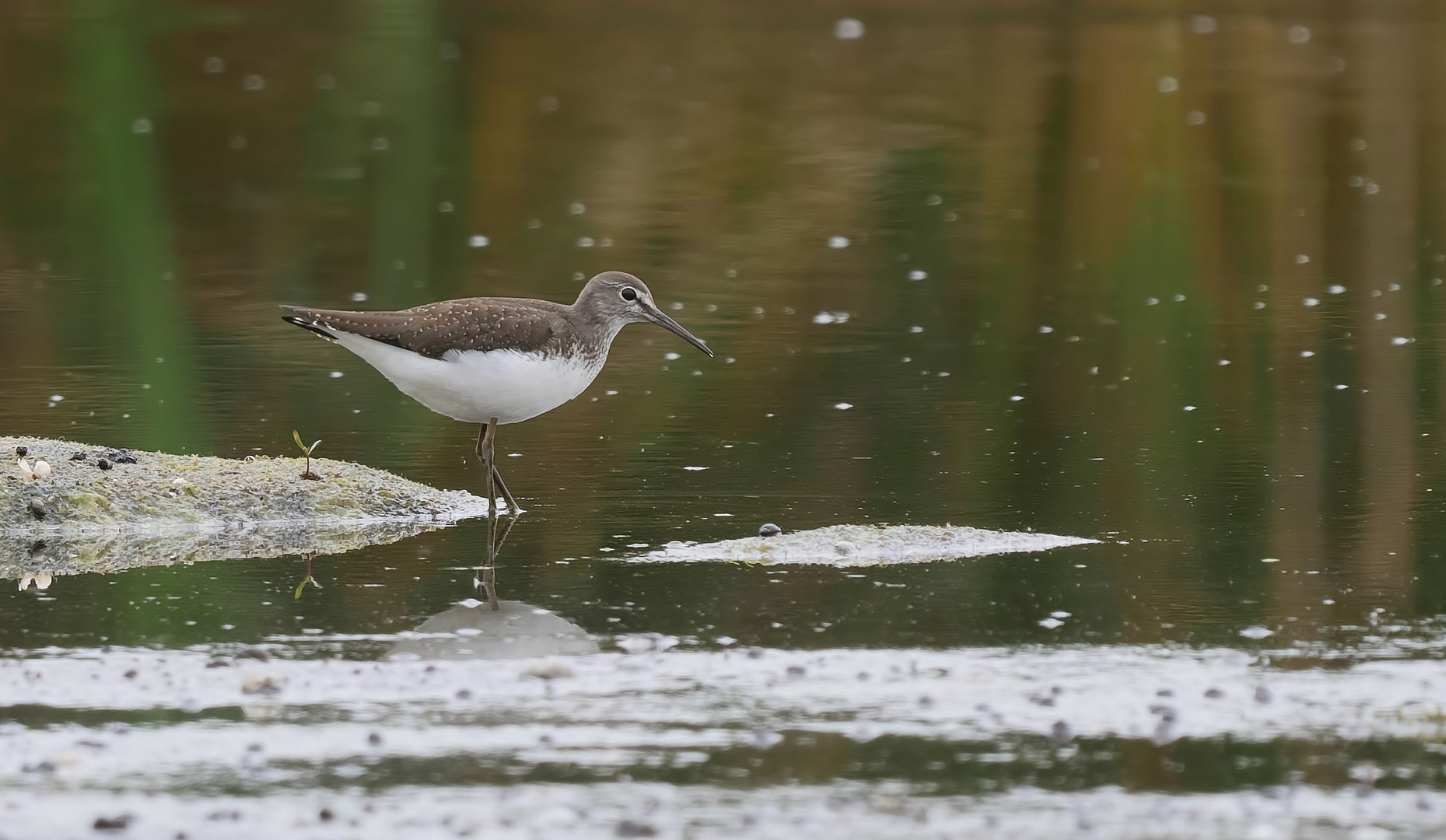 * Waldwasserläufer *