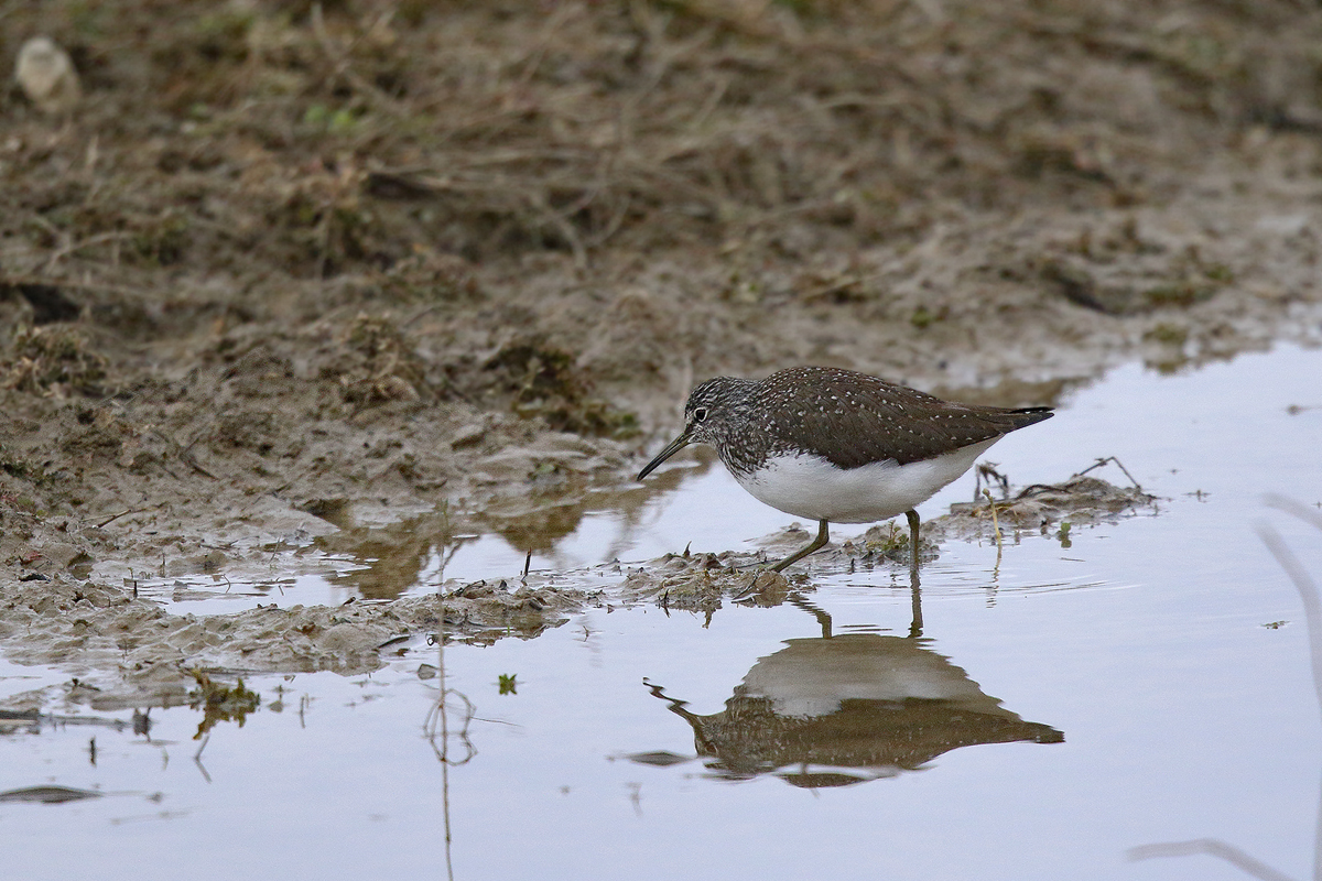 Waldwasserläufer