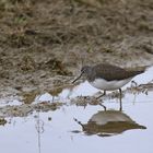 Waldwasserläufer