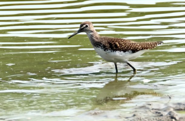 Waldwasserläufer (Doku)