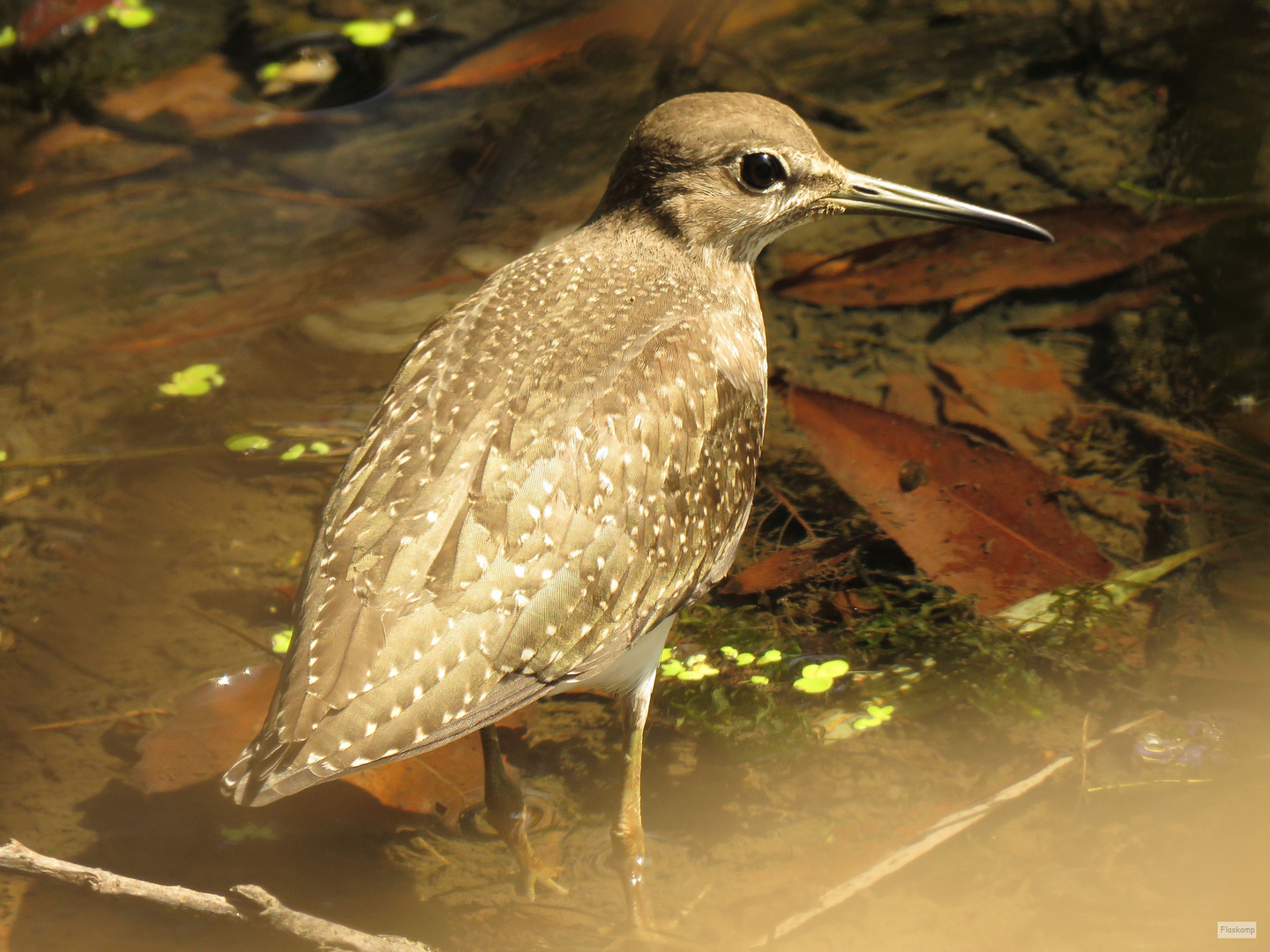 Waldwasserläufer  .....