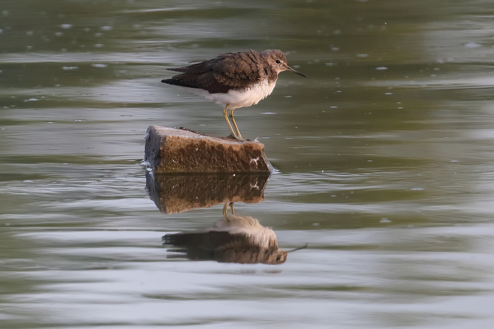 ...Waldwasserläufer...