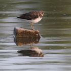 ...Waldwasserläufer...