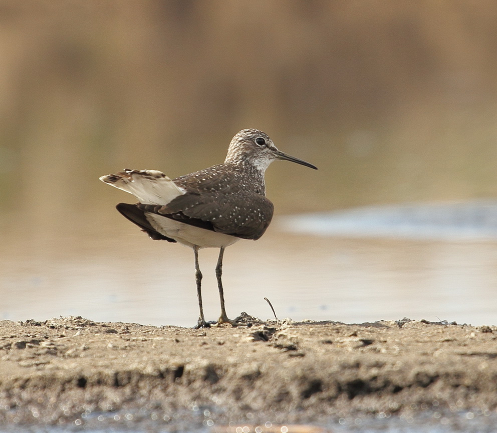 Waldwasserläufer