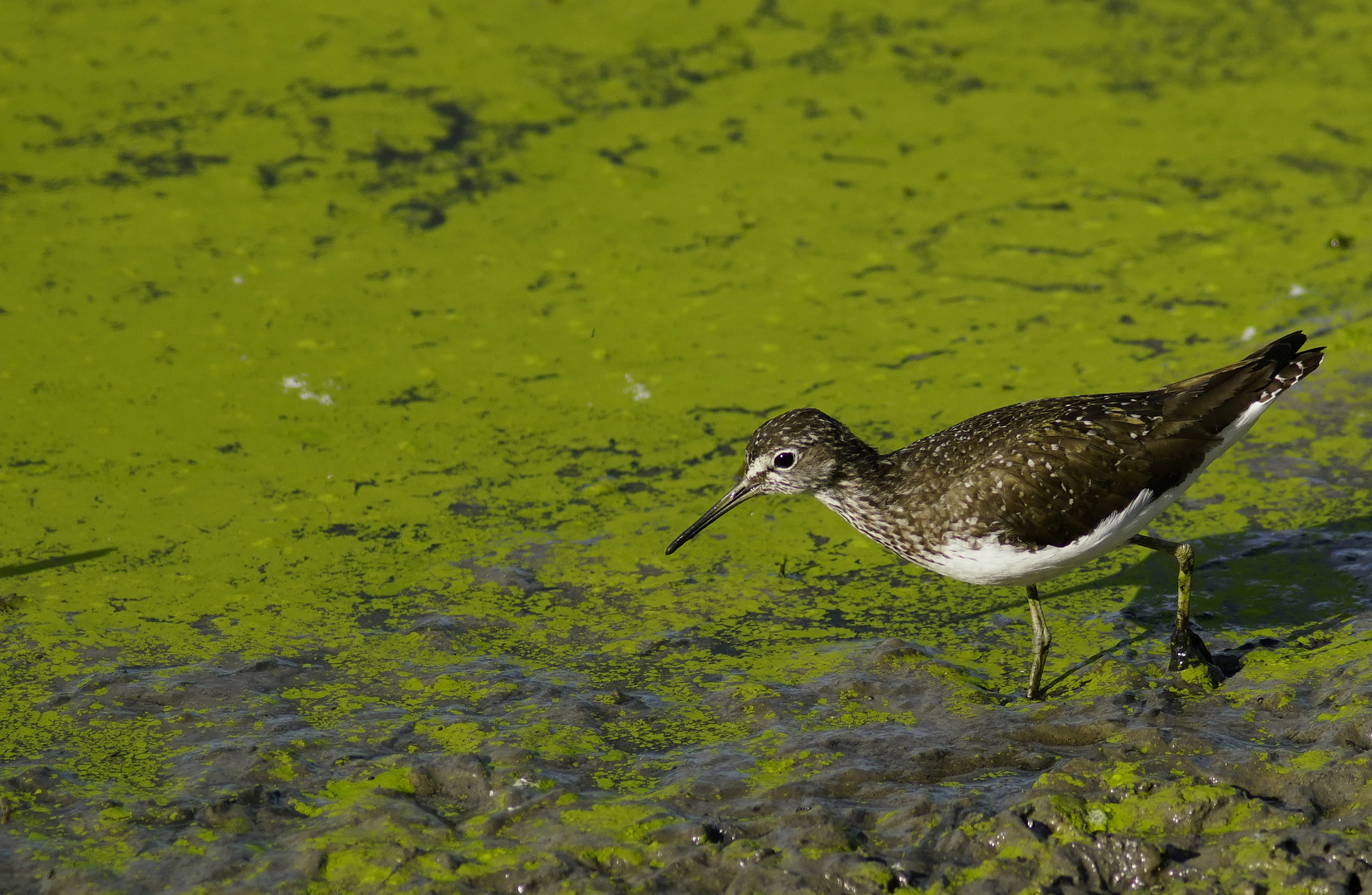 Waldwasserläufer.