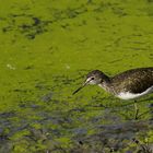 Waldwasserläufer.