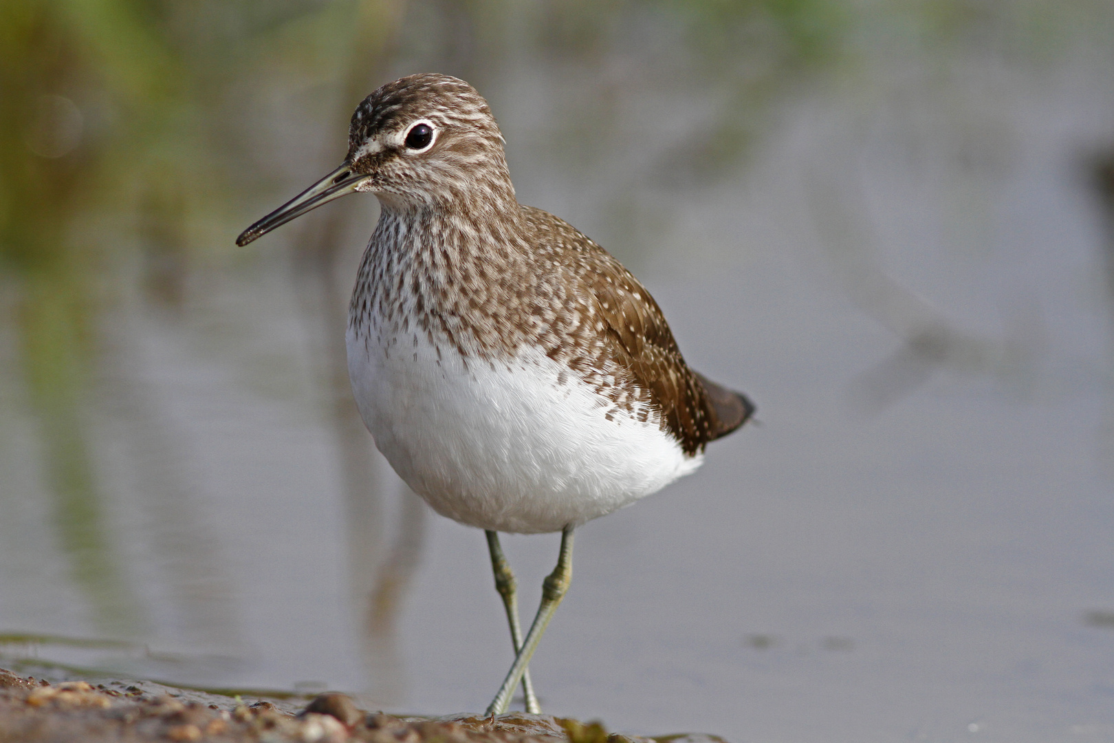 Waldwasserläufer frontal