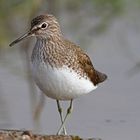 Waldwasserläufer frontal