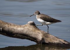 Waldwasserläufer oder ?