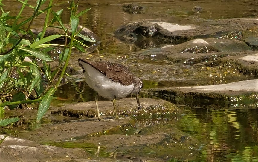 Waldwasserläufer (Suchbild)