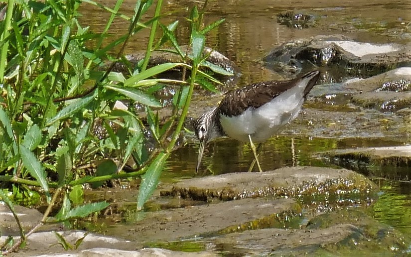 Waldwasserläufer (Suchbild)