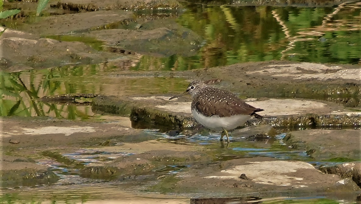 Waldwasserläufer (Suchbild)