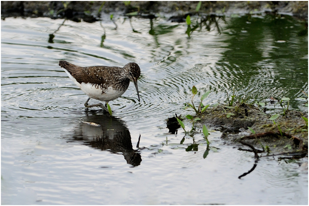 Waldwasserläufer ( Tringa ochropus )