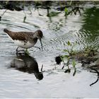 Waldwasserläufer ( Tringa ochropus )