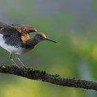 Waldwasserläufer (Tringa ochropus)