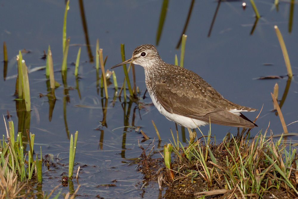 Waldwasserläufer ( Tringa ochropus)