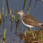 Waldwasserläufer ( Tringa ochropus)