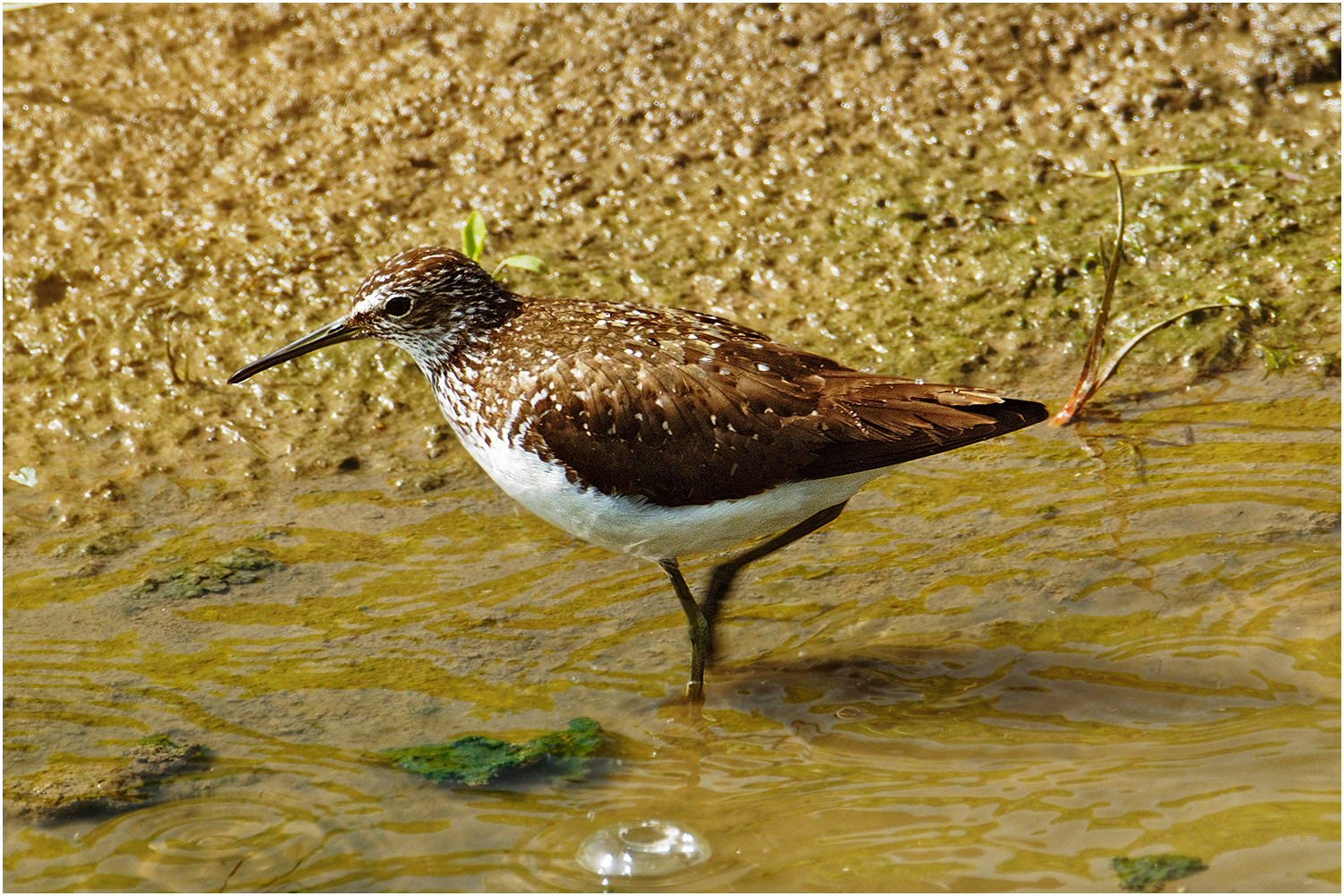 Waldwasserläufer (Tringa ochropus)