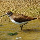 Waldwasserläufer (Tringa ochropus)