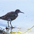 Waldwasserläufer (Tringa ochropus)