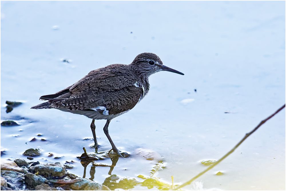 Waldwasserläufer (Tringa ochropus)