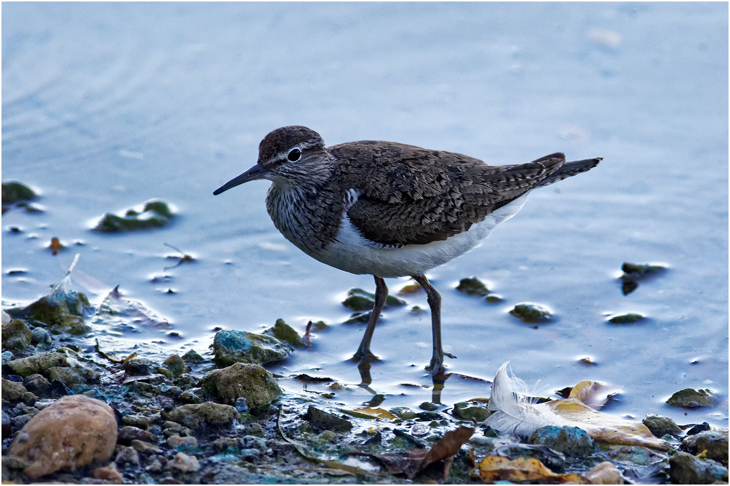 Waldwasserläufer (Tringa ochropus)