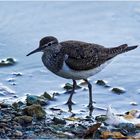 Waldwasserläufer (Tringa ochropus)