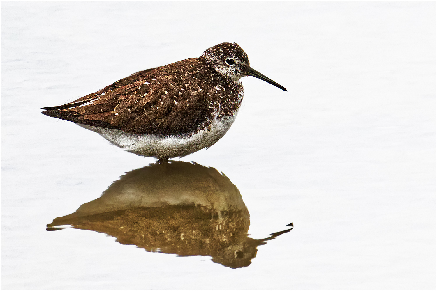 Waldwasserläufer (Tringa ochropus)