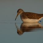 Waldwasserläufer (Tringa ochropus)