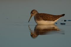 Waldwasserläufer (Tringa ochropus)