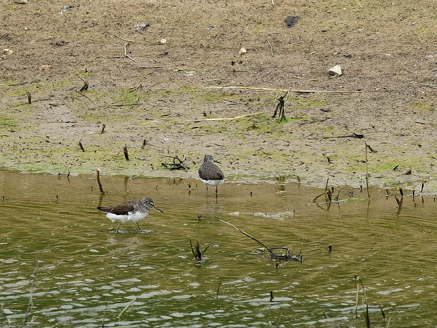 Waldwasserläufer, (Tringa ochropus), Green sandpiper, Andarríos grande