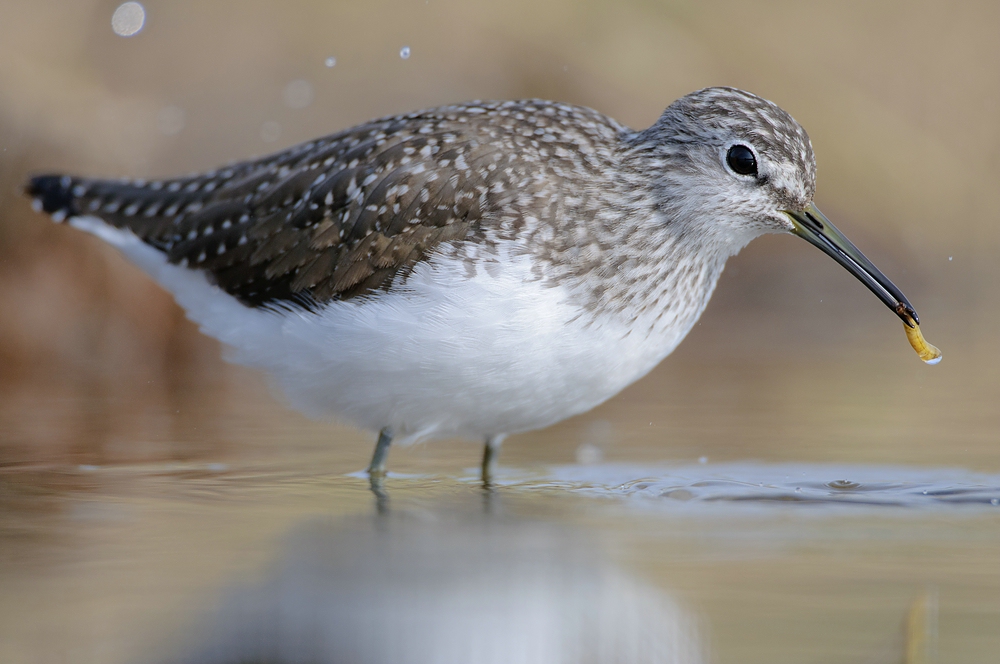 Waldwasserläufer (Tringa ochropus) III