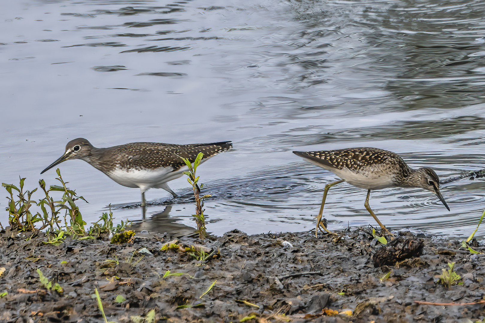 Waldwasserläufer und Bruchwasserläufer