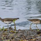 Waldwasserläufer und Bruchwasserläufer