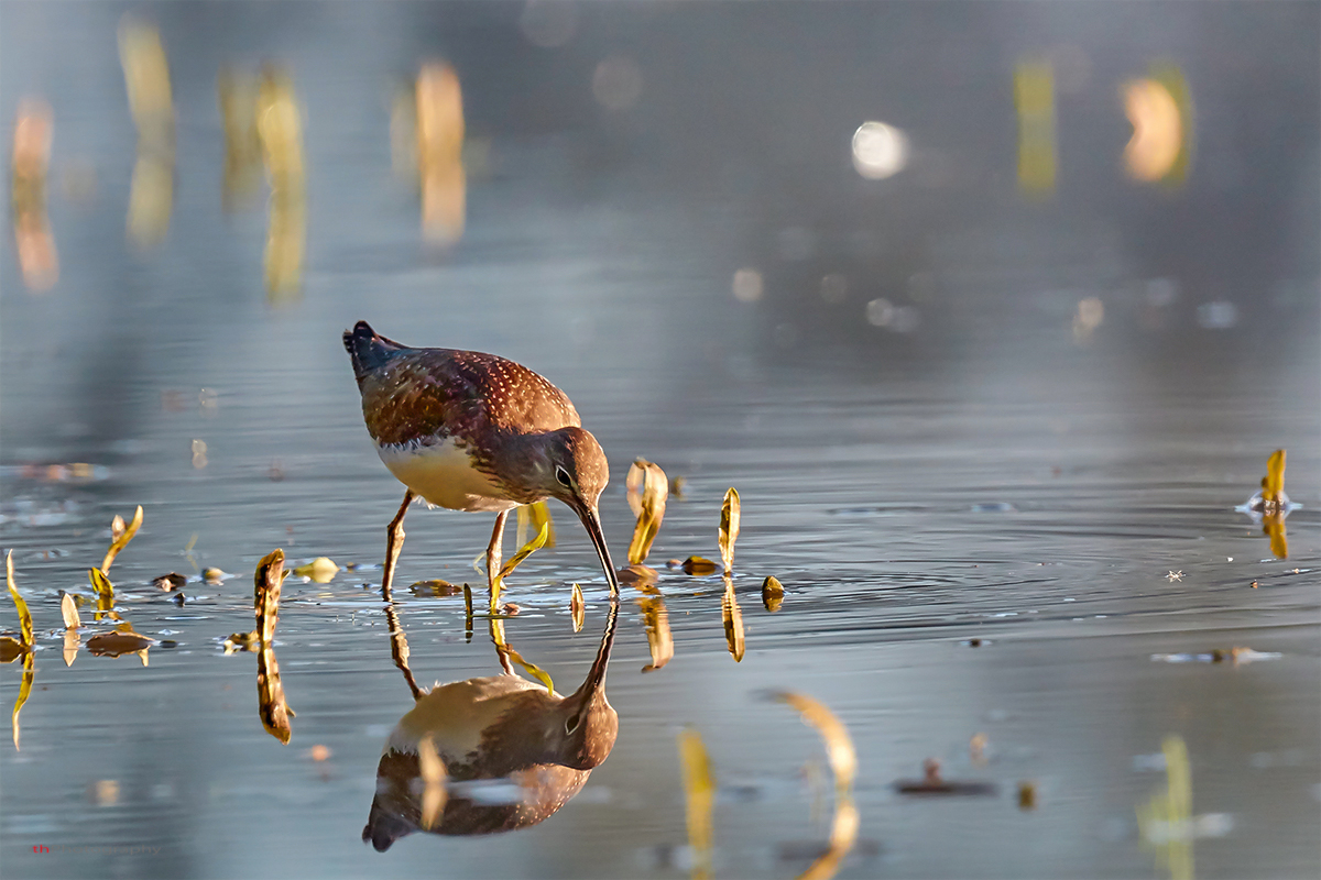 Waldwasserla?ufer