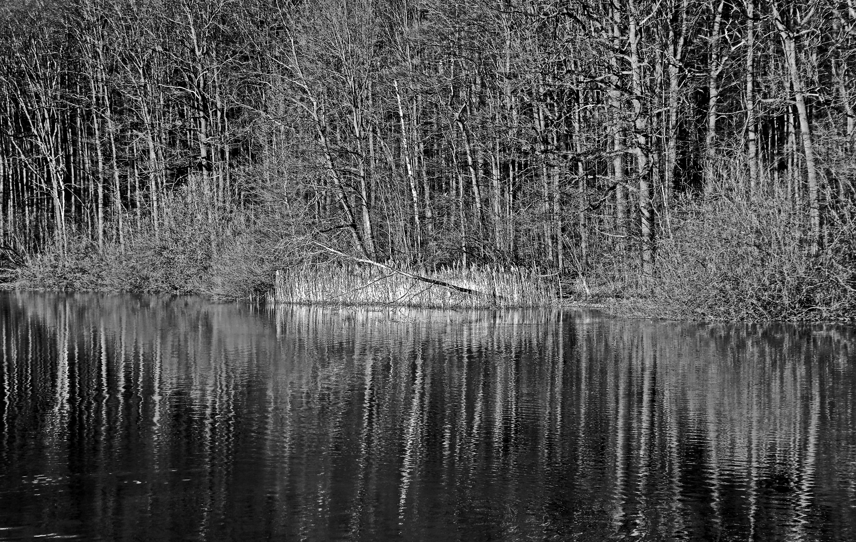 Waldwasserspiegel