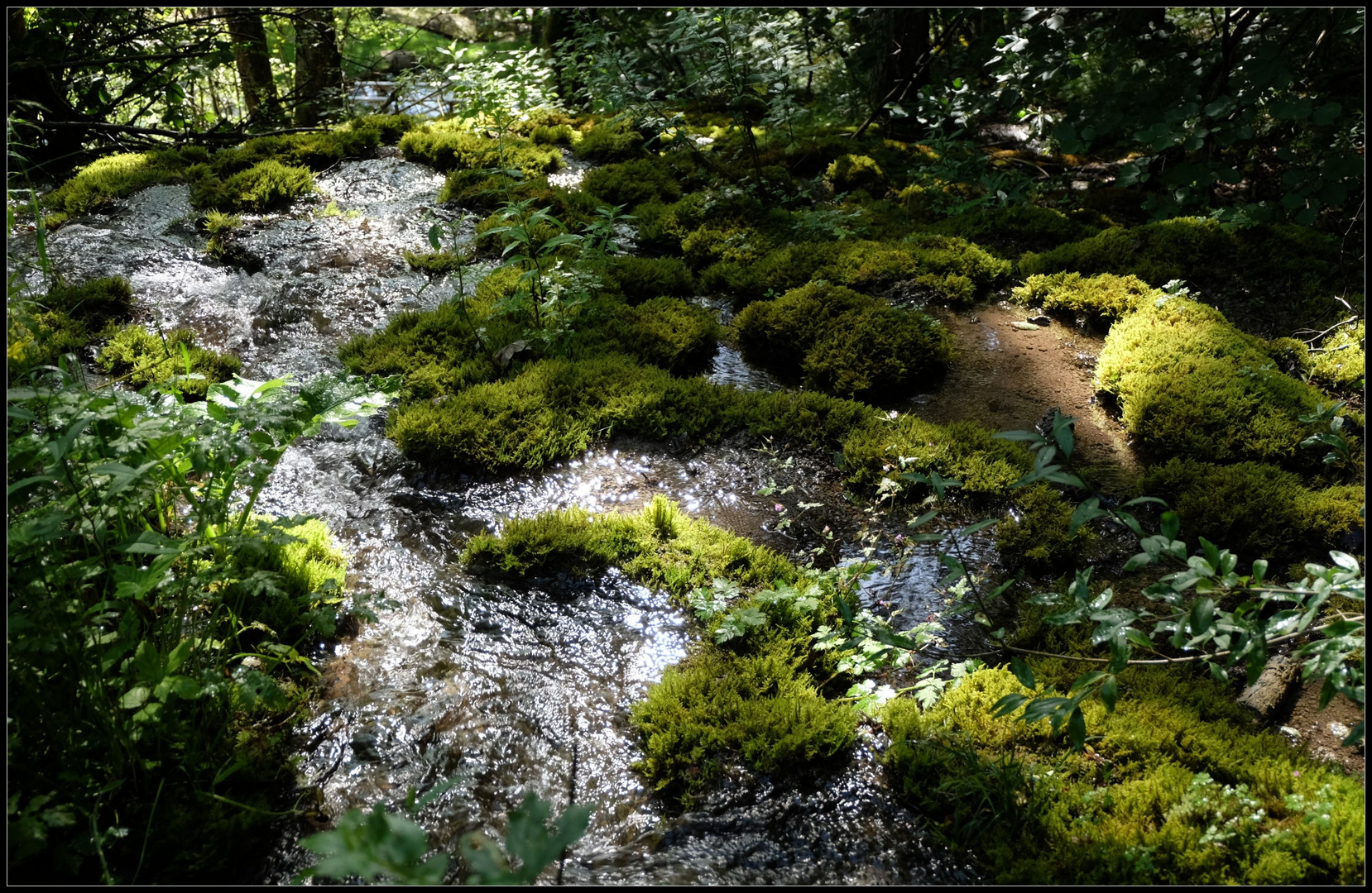 ..Waldwasserwelt..