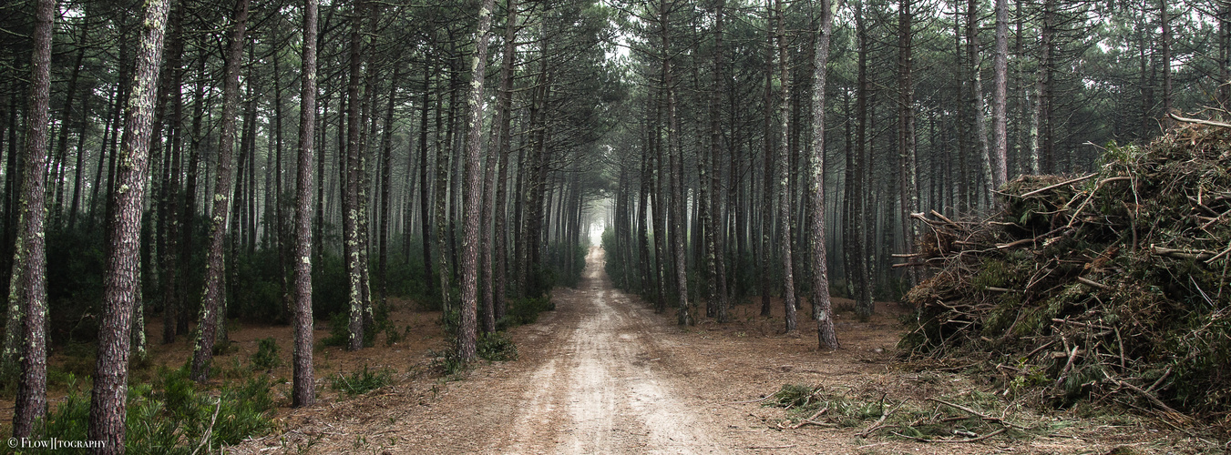 Waldweg