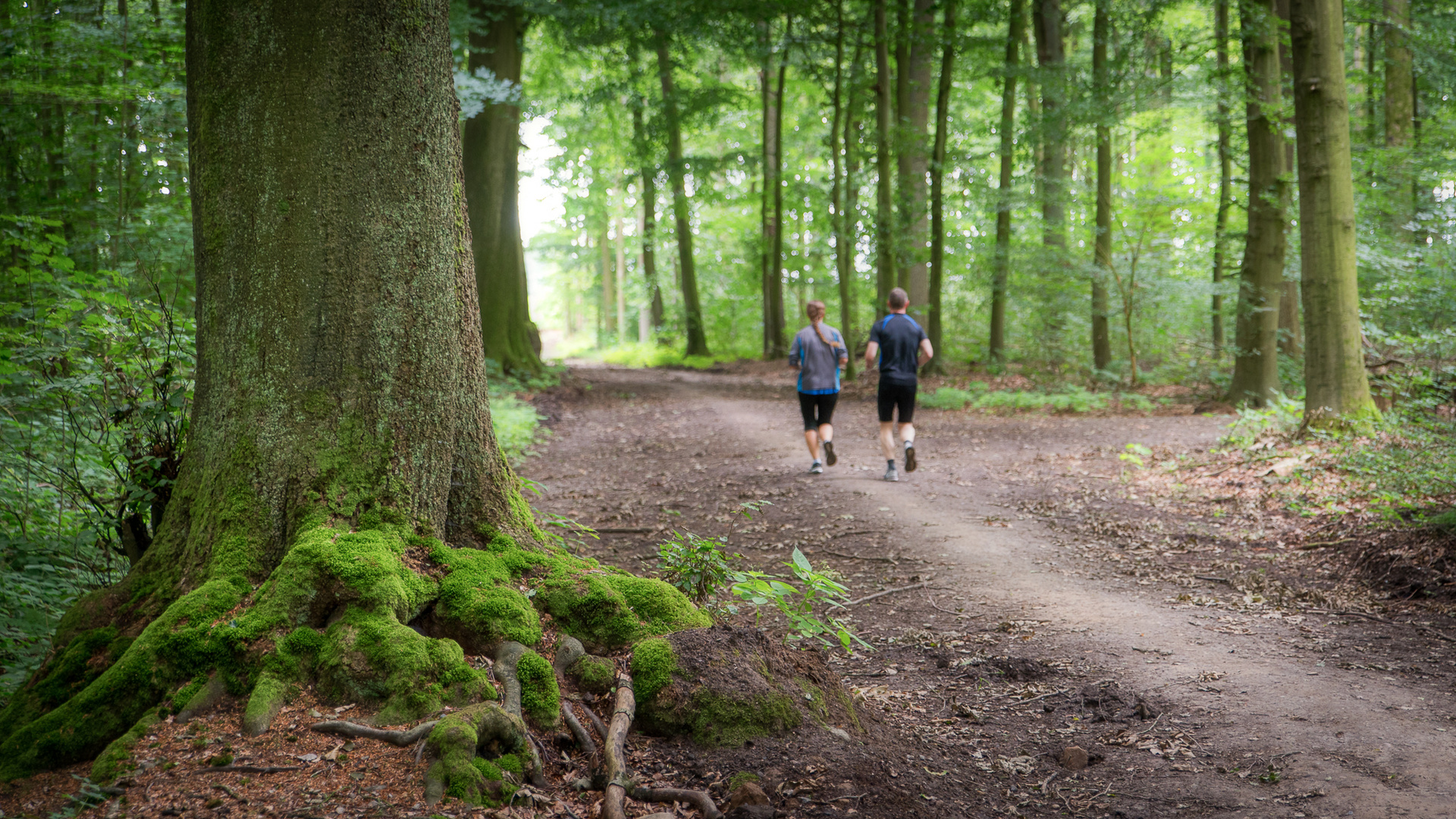 Waldweg 01