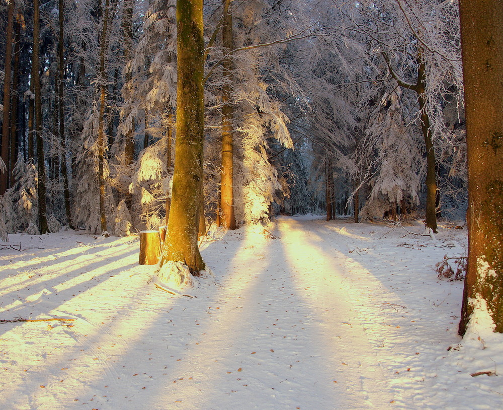 Waldweg