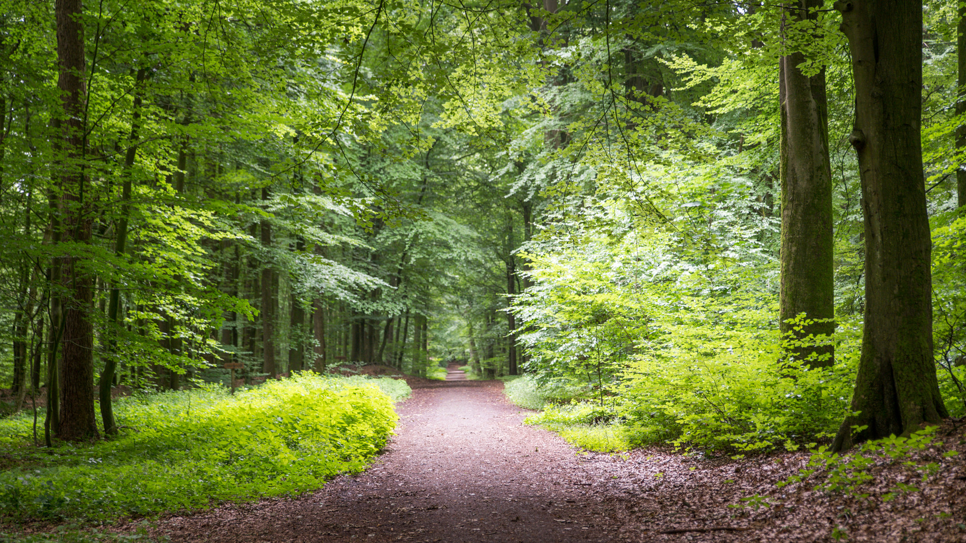 Waldweg 03