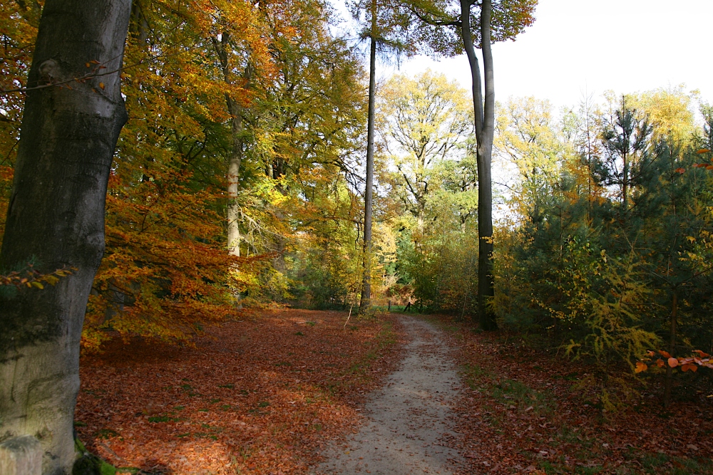 Waldweg 03