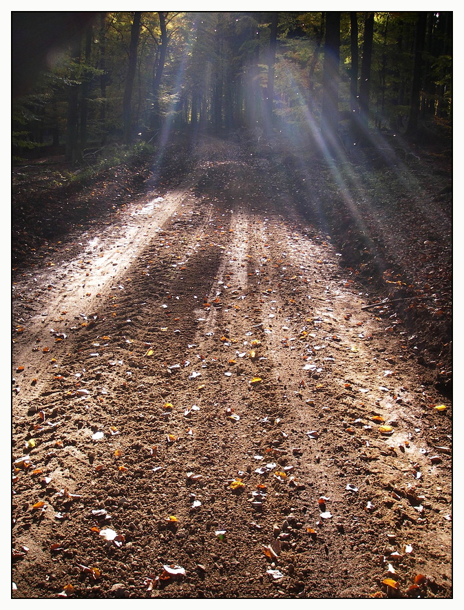 Waldweg