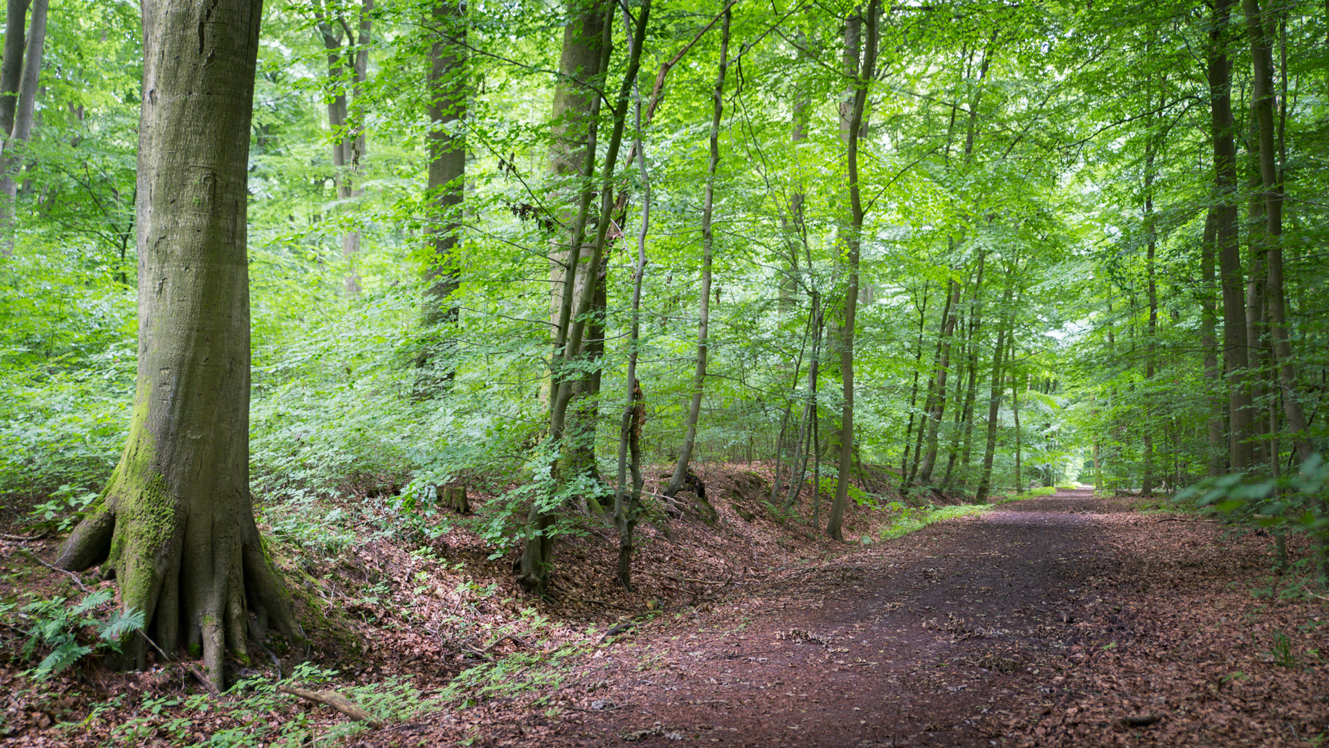 Waldweg 04