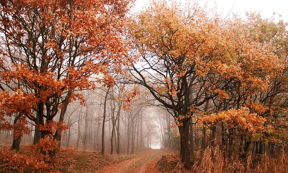 _Waldweg_