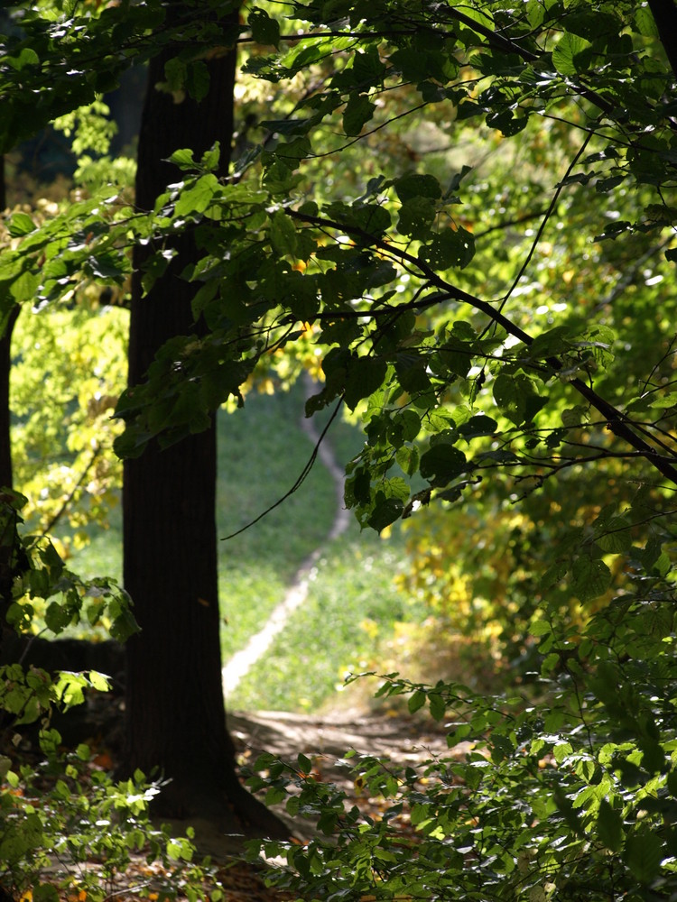 Waldweg